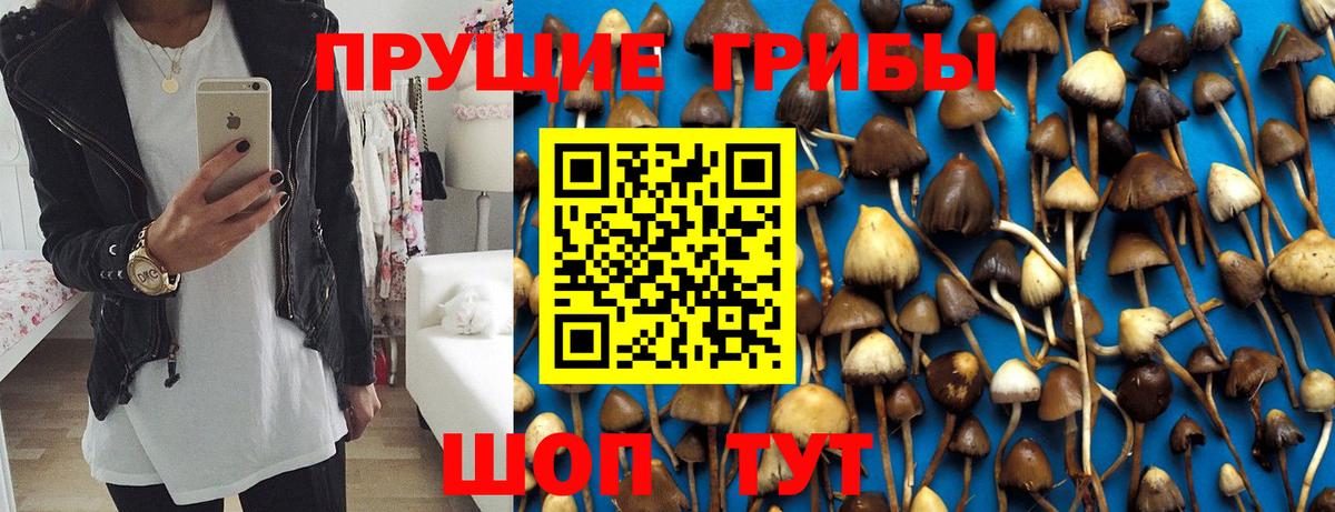 Псилоцибиновые грибы Cubensis Карпинск